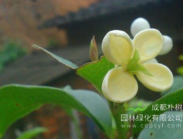 天香台阁桂花价格-图片-形态特征-生长环境-分布地区以及植物文化