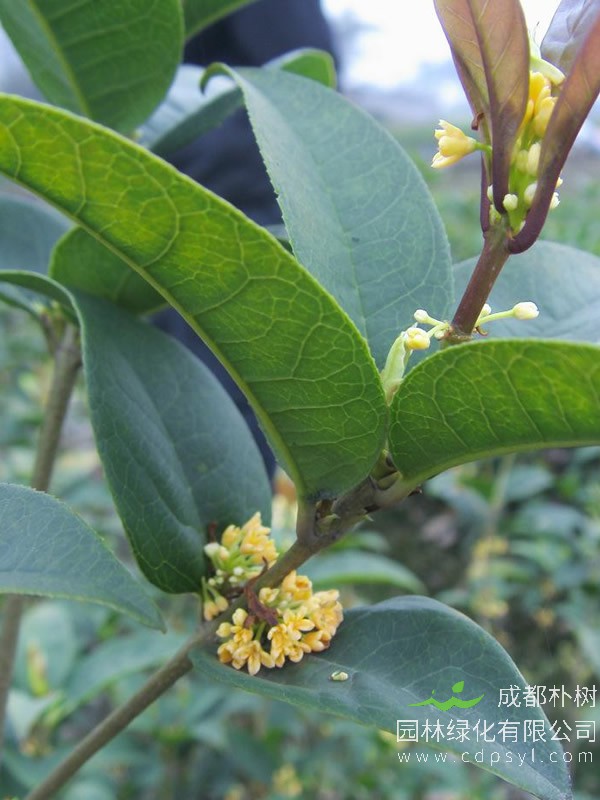 天香台阁的种植方法及注意事项？