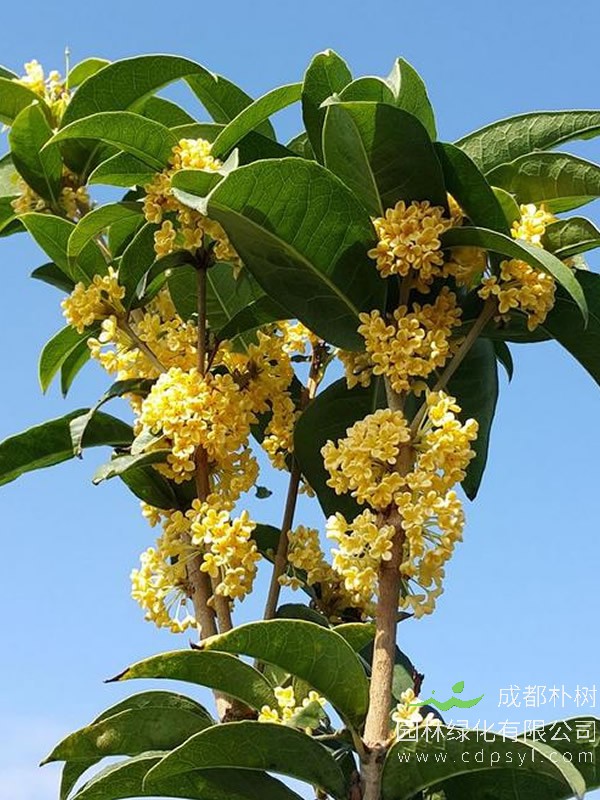 天香台阁的花能开多少天？