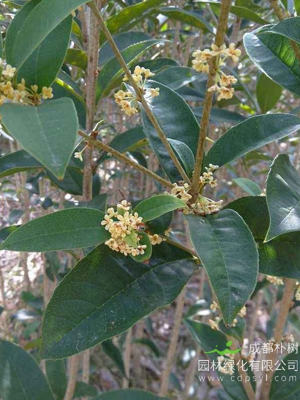 盆栽天香台阁叶枯怎么办？