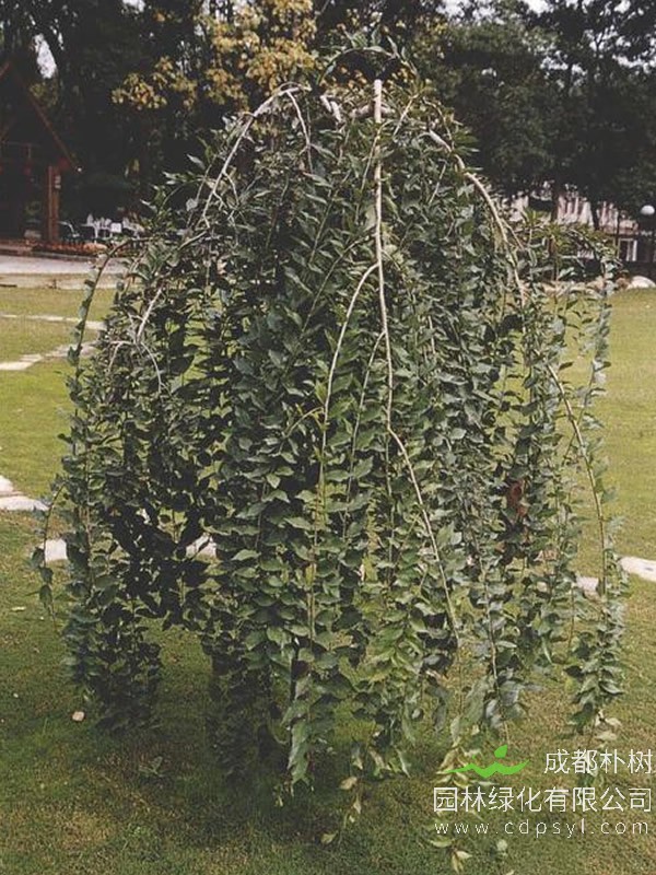 垂枝榆的整形修剪有哪些注意事项？