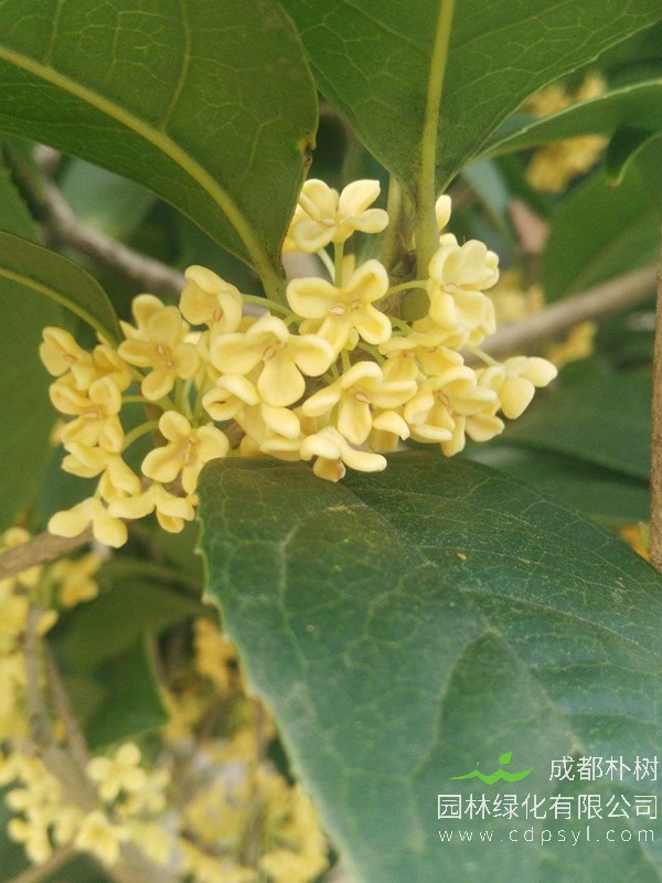 嫁接的天香台阁如何施肥？