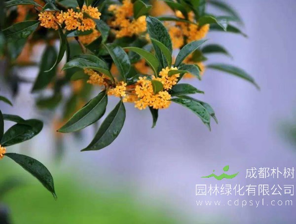 盆栽桂花天香台阁应该怎样配土？比例是多少？