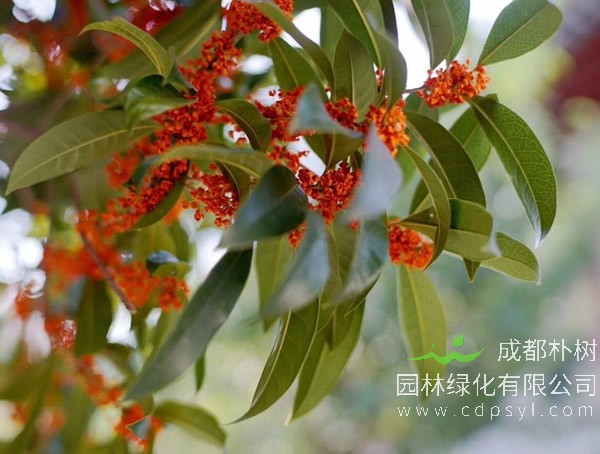 天香台阁在冬天怎么养？