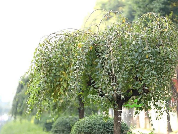 垂枝榆的园林用途有哪些？