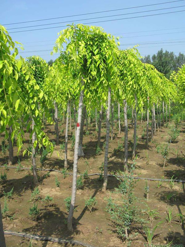 垂枝榆的形态特征有哪些？