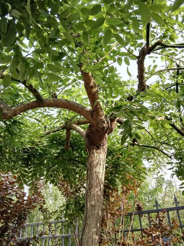 南方可以种植垂枝榆吗？