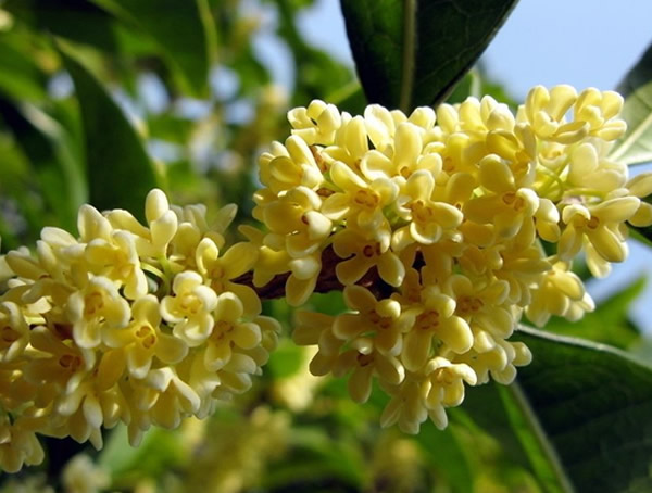 月桂和桂花有什么区别？