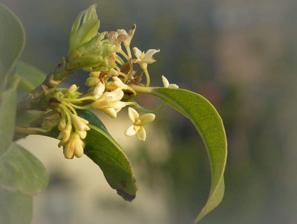 盆栽月桂怎么养？