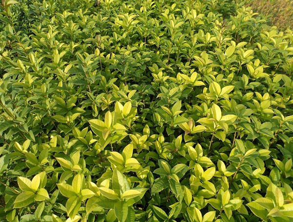 月桂的象征意义有哪些？