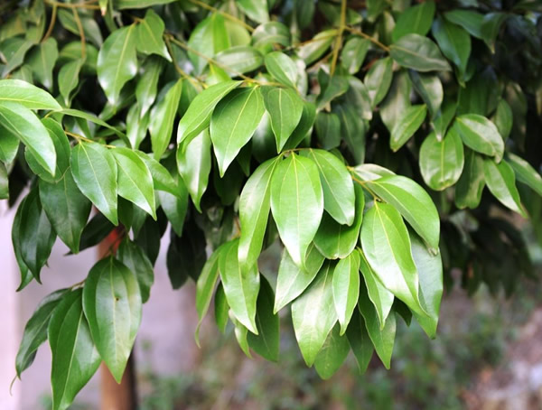 月桂的叶子为什么会发黄发干？