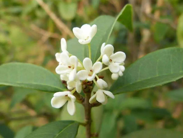 月桂的养护方法有哪些？