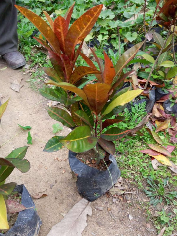 月桂每年的开花时间是多少，月桂花期是多久？