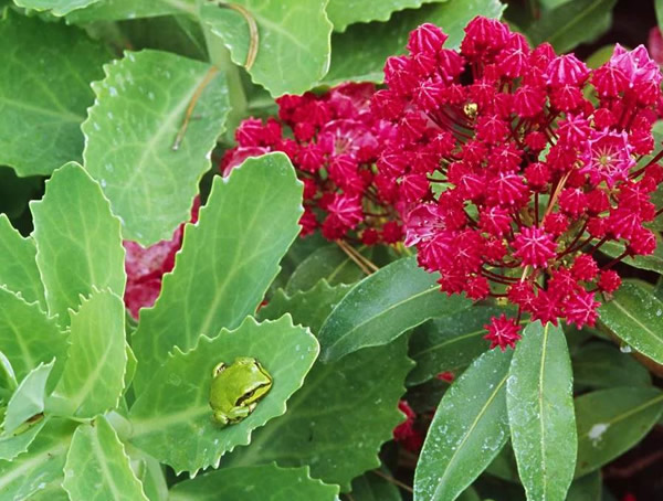 如何种好月桂？