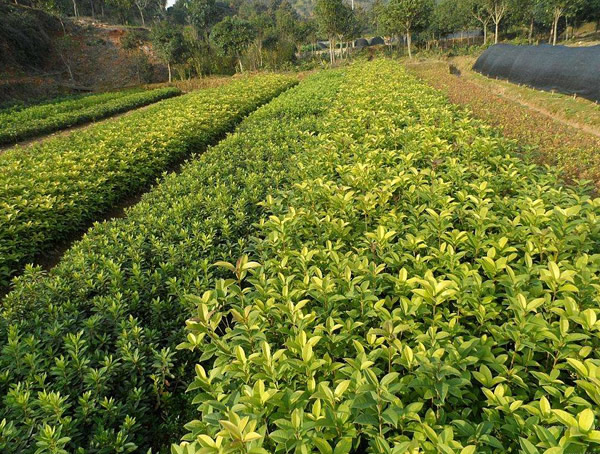 月桂的移栽要点有哪些？