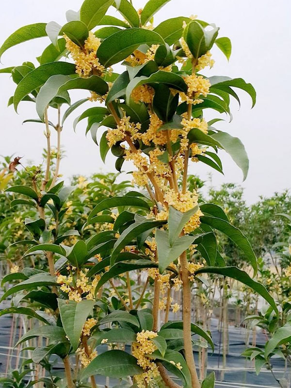 天香台阁属于什么品种的桂花？