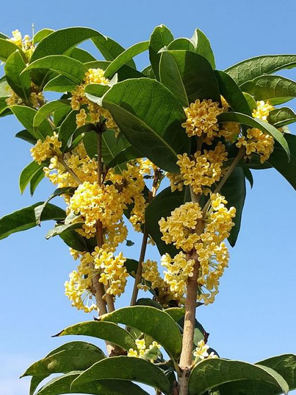天香台阁的花能开多少天？