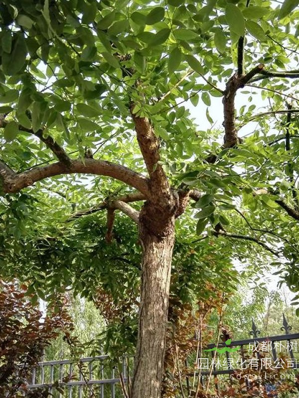 南方可以种植垂枝榆吗？