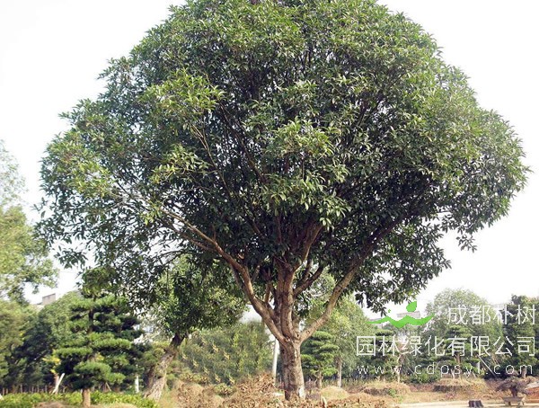 盆栽四季桂花树怎么养？