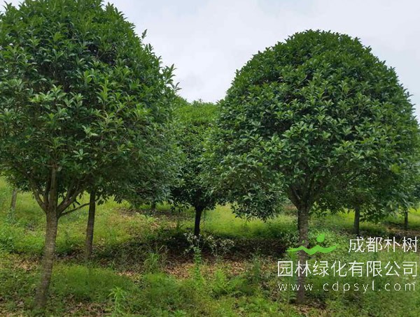 桂花树价格-图片-形态特征-品种分类-生长环境-分布范围-主要价值有哪些？