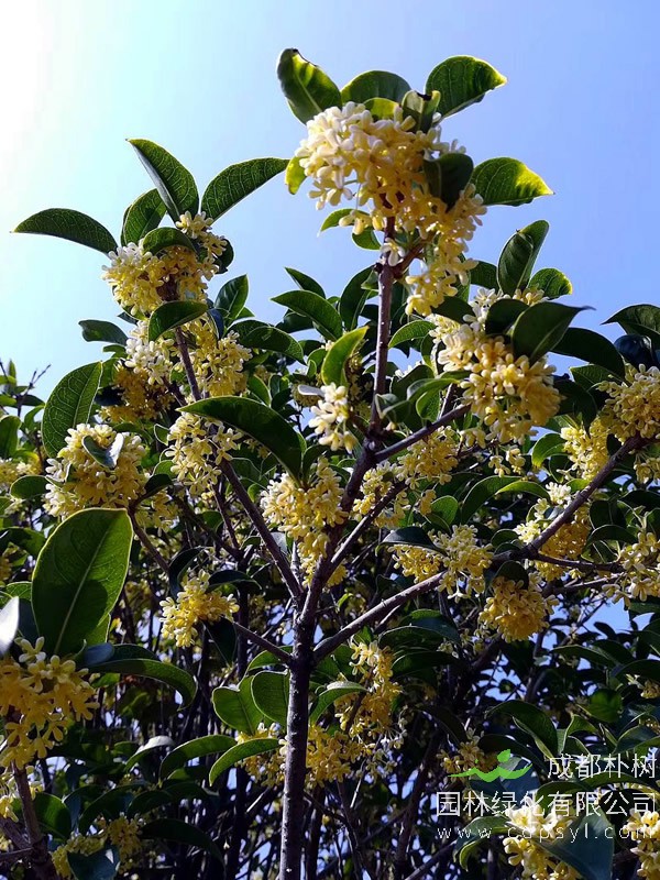 桂花树价格-图片-形态特征-品种分类-生长环境-分布范围-主要价值有哪些？
