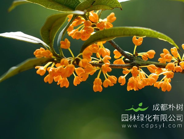 丹桂价格-图片-形态特征-生长环境-分布范围以及主要价值