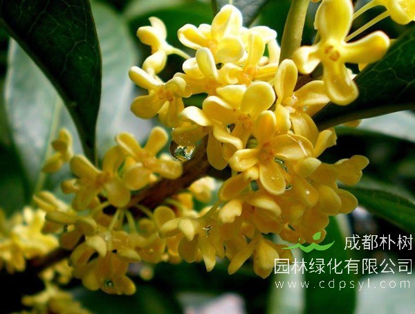 丹桂开的花是什么颜色？