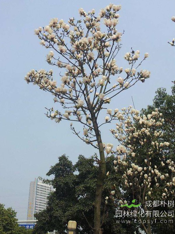 玉兰树的特点有哪些？