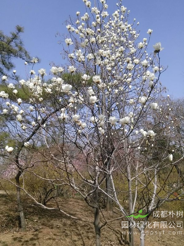 玉兰树有什么优缺点？