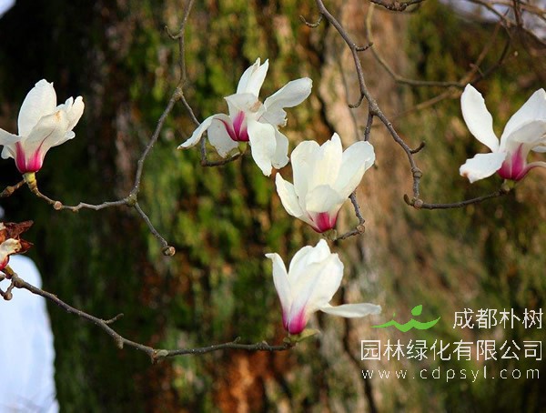 玉兰树有什么作用？