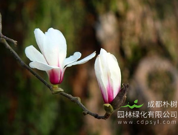 玉兰树有哪些品种？