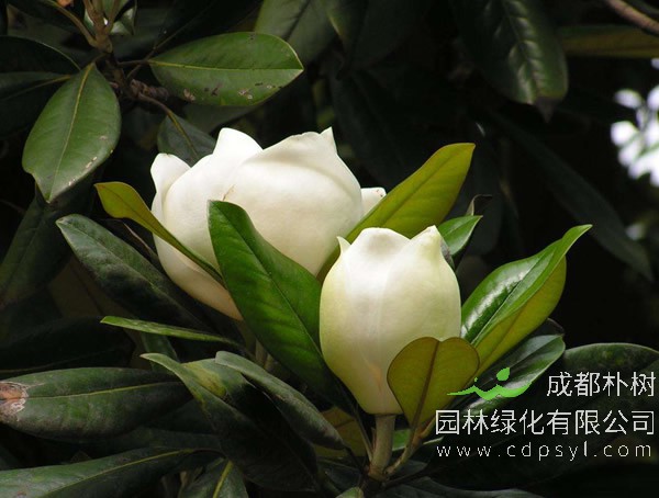 白玉兰树的外形是什么样的？