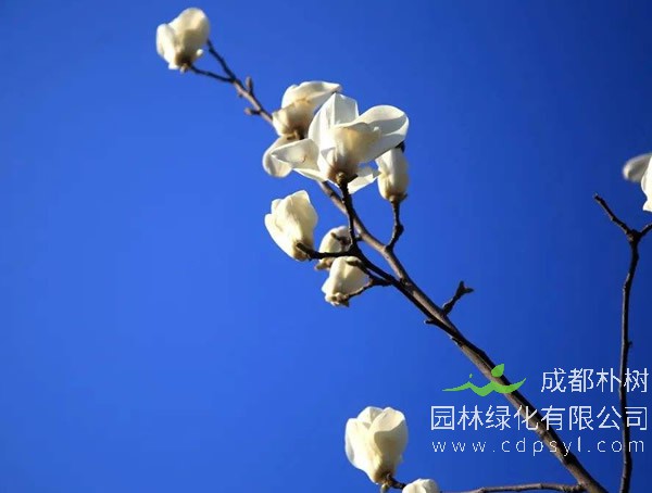 如何栽培玉兰树呢？