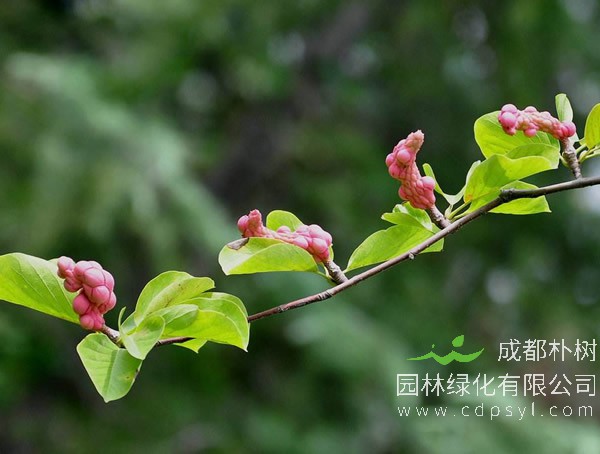 红玉兰树是怎么培育出来的？