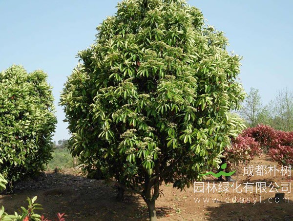 石楠繁殖方法、管理养护以及病虫防治介绍