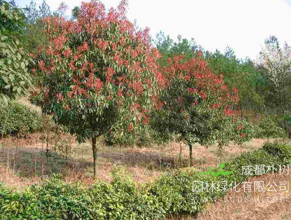 石楠树的外形特征是怎么样的？