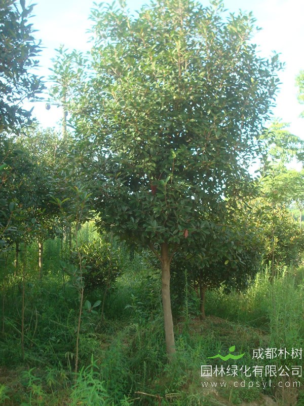 石楠树怎么种植？