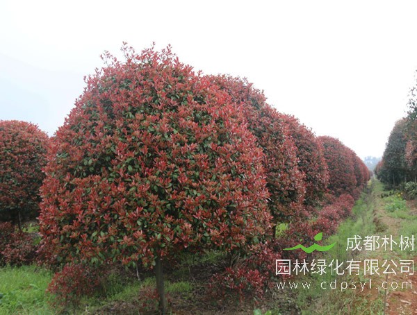 石楠树一共有多少个品种？