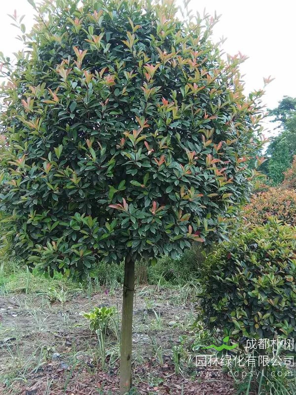 石楠树能不能泡茶？