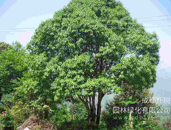 庭院中适合种石楠树吗？