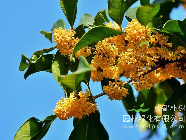 金桂价格-图片-形态特征-文化内涵-生态习性以及产地与分布