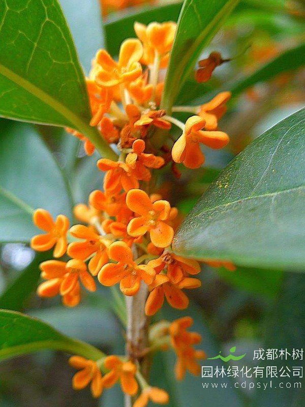 金桂栽培技术、繁殖技术以及病虫害防治