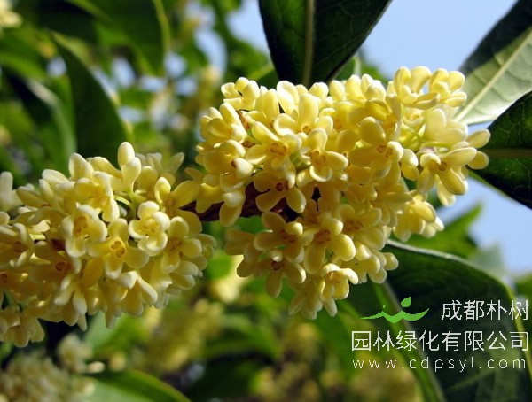 金桂栽培技术、繁殖技术以及病虫害防治