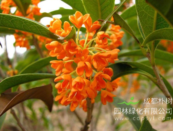 丹桂栽培技术以及病虫防治介绍