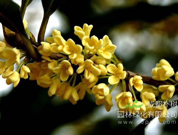 金桂栽培技术、繁殖技术以及病虫害防治