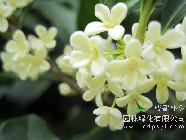 银桂价格-图片-形态特征-生长环境-分布范围以及主要价值