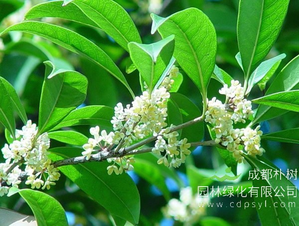 银桂价格-图片-形态特征-生长环境-分布范围以及主要价值