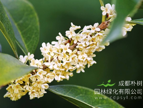 银桂价格-图片-形态特征-生长环境-分布范围以及主要价值