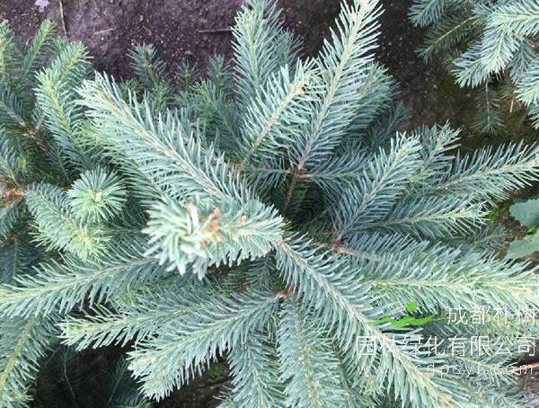云杉价格-图片-形态特征-生长习性-分布情况以及植物文化