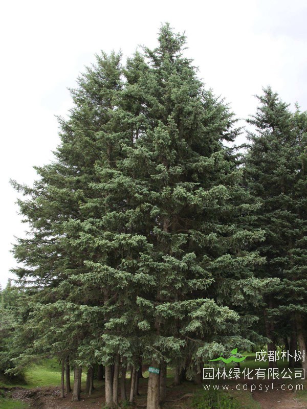 云杉价格-图片-形态特征-生长习性-分布情况以及植物文化